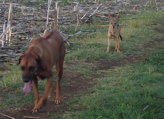 Jenni and the Jackal