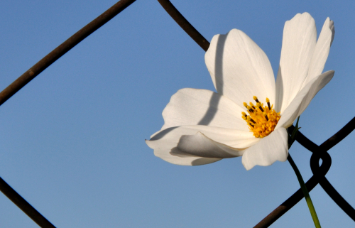 Cosmos on a fence