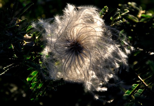 Backlit flower in acacia