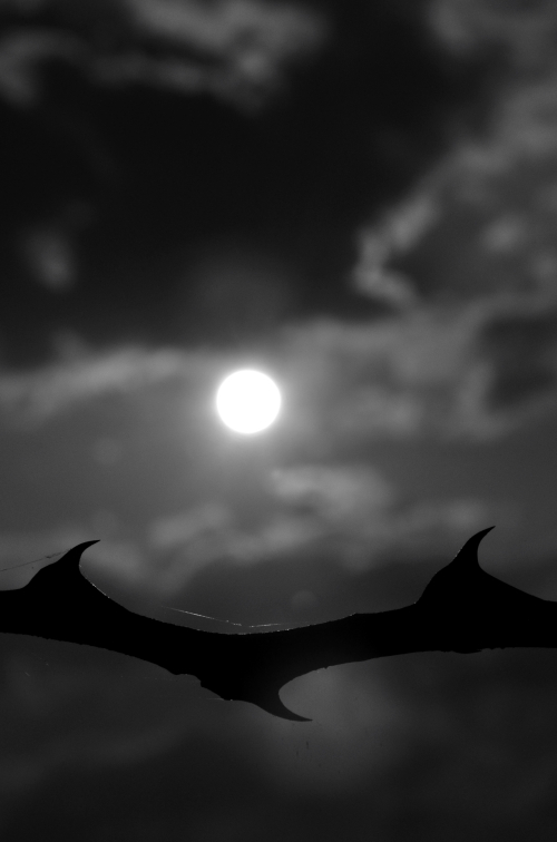 It's an el Nino year