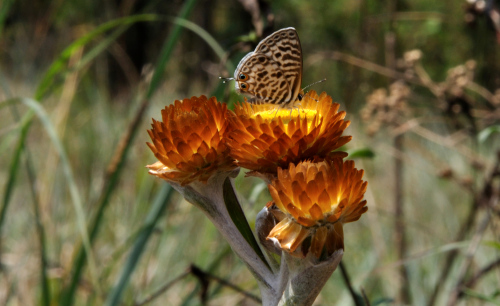 Butterfly on Helichrysum ("Everlasting")