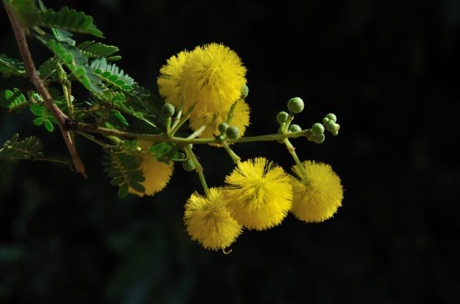 Acacia karroo