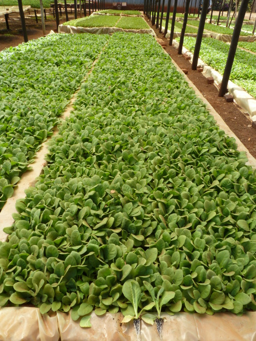Tobacco seedlings