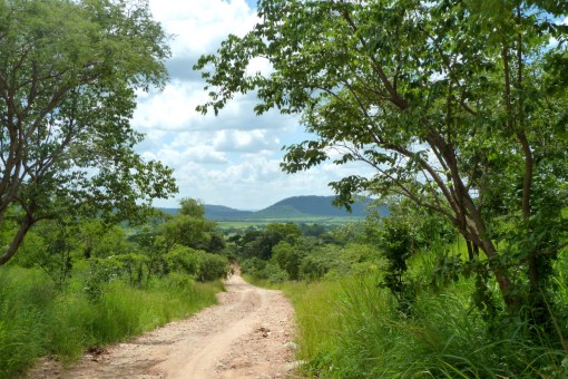 The bush was looking good, much better than the road!