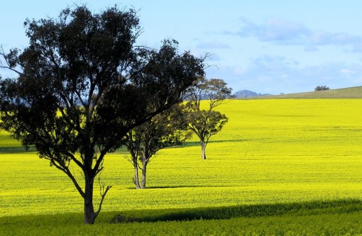 canola fields