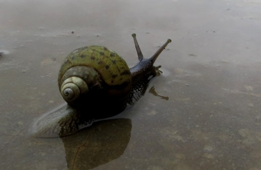 ...even the snail has direction