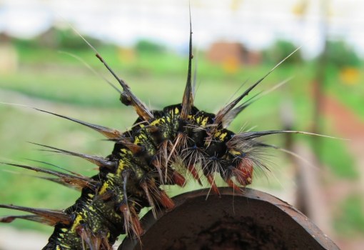 Even the caterpillars have a punk hair do