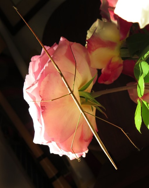 Not great camouflage