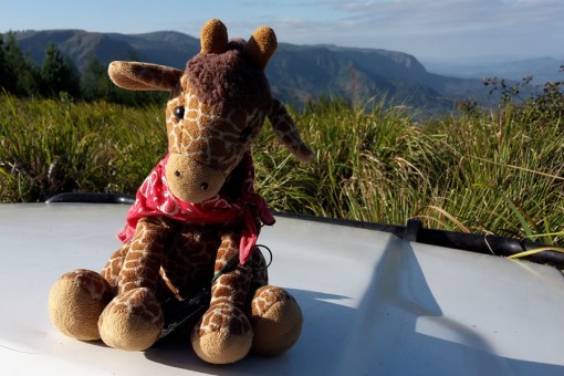 George the paragliding giraffe