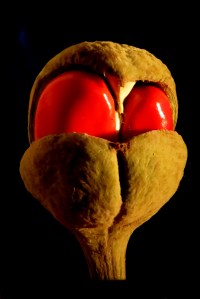 Looks like an alien?