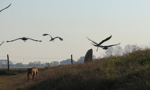 Zak sees off the local maribou storks