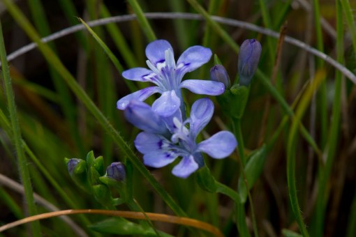 Blue flower