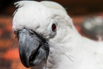 cockatoo detail