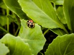 ladybug