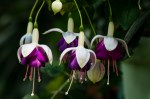 fuschias